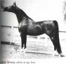 BASK MELODY #89756 1972 bay mare (*Bask x Susecion by *Corsair) 1976 US National Champion Mare