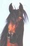 NEGATRAZ 1971 bay stallion (*Bask++ x *Negotka, by Negatiw)