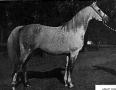 Azraff 1949 GS