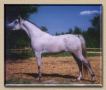 ACHAEAN ALI #522789 (Ruminaja Ali x Rashaikah, by Prince Ibn Shaikh) 1995 grey stallion