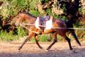 BA AUTUMN MELODY 1999 bay mare