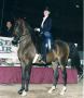 BW CLASSY JOHN bay gelding