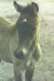 FIRIHA SHABA 1997 grey mare Pictured as a foal