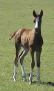 MADISEN SP #604213 (HK Crown Prince x HK Muskanne, by *Muscat) 2003 chestnut filly