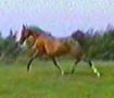 ROHARA WIND MUSIC 1984 bay by City Lytes