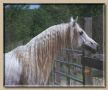 ACHAEAN ALI #522789 (Ruminaja Ali x Rashaikah, by Prince Ibn Shaikh) 1995 grey stallion