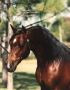 *LA SAGURA bay stallion