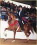 A MAJOR FIRE chestnut stallion (Afire Bey V x Mattabach, by Zodiac Matador)