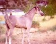 BPE YA'ALLAH 2000-2002 grey colt