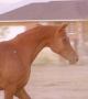 DAHLOURA chestnut mare by Makour