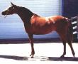 RHYTHMIC LAKOTA 1997 chestnut mare