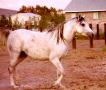SHAHLOURA grey mare by Shahdal