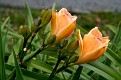 IMG_3975.JPG