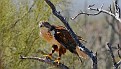 Ferruginous Hawk