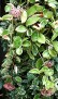 Hoya carnosa (1)