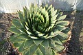 Aloe polyphylla enkel