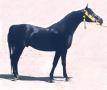 GALILEEO black stallion by Leeonardo