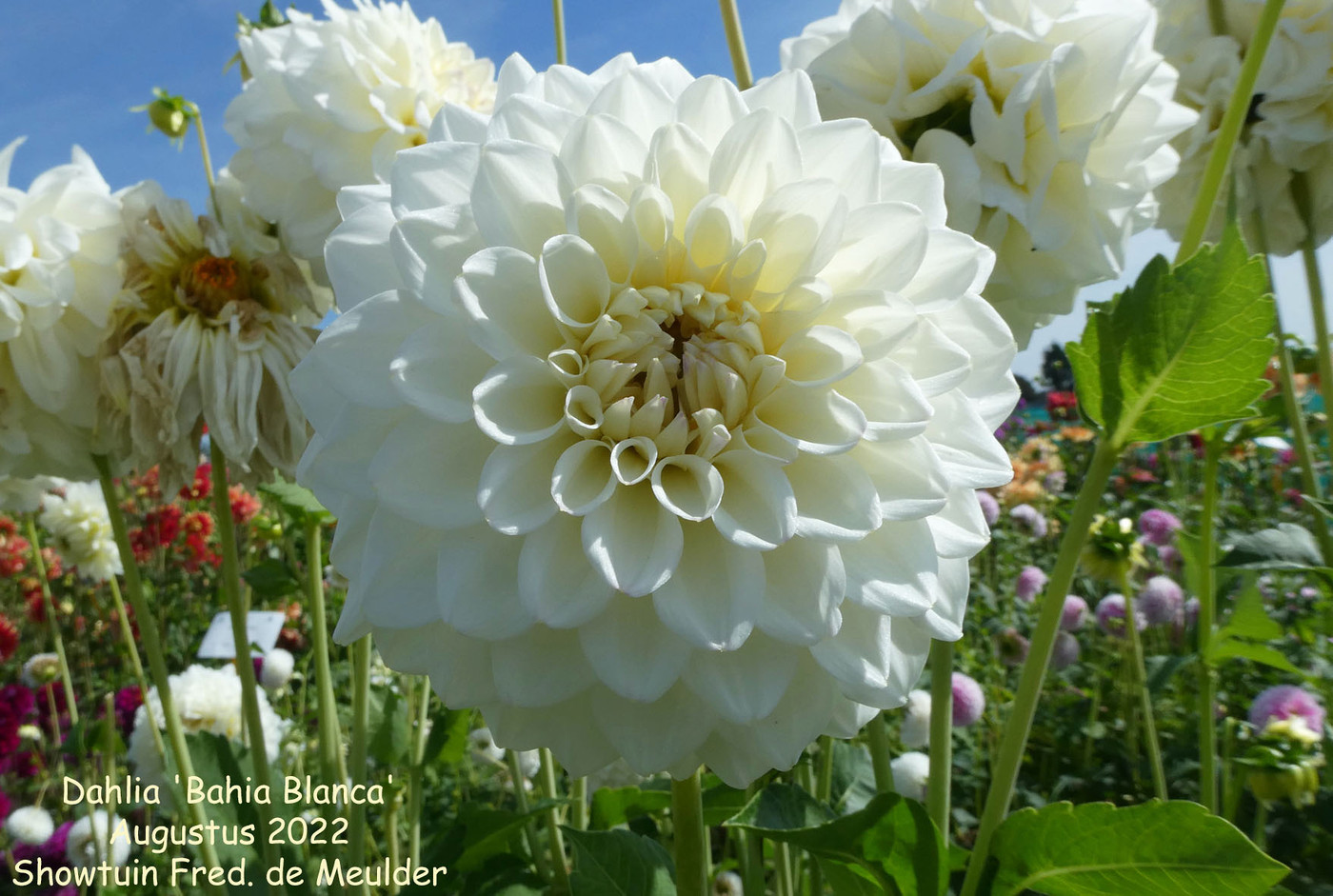 Photo Dahlia Bahia Blanca Dahlia Hybrid Cultivars Album Nora