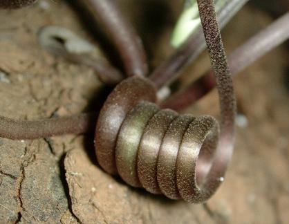 Cyclamen graecum