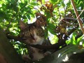 Poeki, our neighbours cat visting our garden
