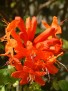 Bignonia