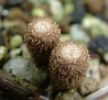 Cyathus stercoreus (Bird's nest Fungus)