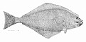 Atlanterhavskveite (Hippoglossus hippoglossus), eller bare kveite, er en fiskeart i flyndrefamilien