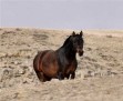 BBT THEE CRUSADER #591717 (Ravenwood Majesty x YA Ishara, by Sonimoniet RSI) 2002 bay colt
