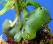 Lecanopteris carnosa