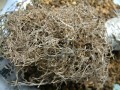 Pachypodium ambongense 002