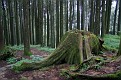 Alishan