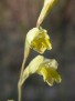 gladiolus sp 1