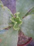 Cotyledon macrantha