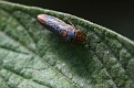 BEST Leaf Hopper Above