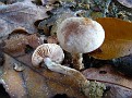 IMG 7254