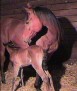 BINT FAKIRA #384913 (Ibn Dahmahn x AK Fakira, by NaIbn Moniet) 1987 bay mare
