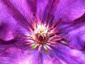 6457 Purple Clemates    (17)