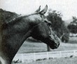 DRUZYNA 1965 (Comet x *Druchna)