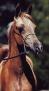 MONIET HADIYYAH #509044 (El Hadiyyah x Maysa, by Moniet El Sharaf) 1994 chestnut mare