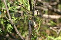 Green Darner Dragonfly 6