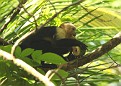 White Face Monkey