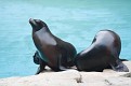 080518 NatlZoo 0963
