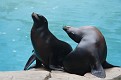 080518 NatlZoo 0992