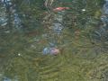 DSCF0005
