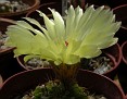 Notocactus ottonis 0196