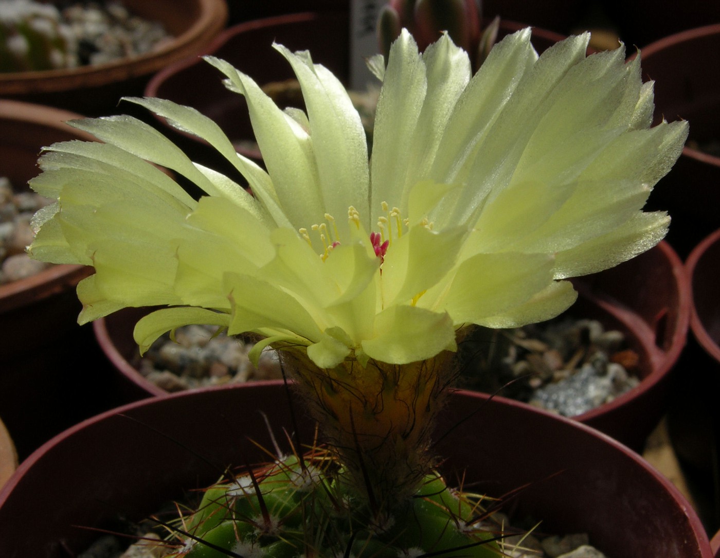 Notocactus ottonis 0196