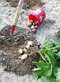 Jonathan helping me weed out the Asparagus and the rest if the Garden. Adding hay from Warren Stiles in rows for weed control.
