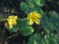 Waterlillies