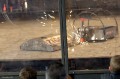 Ziggy vs. Starhawk 3.0