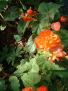 DSCF0347